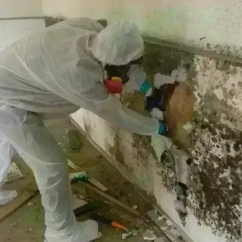 Mold Remediation and Removal in Vineyard, CA